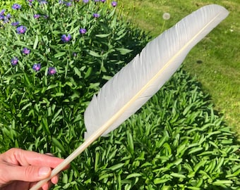 Penna d'oca bianca gigante di cigno reale, di seconda qualità, cruelty-free, ritrovata su una spiaggia europea, 45 cm (17,5").