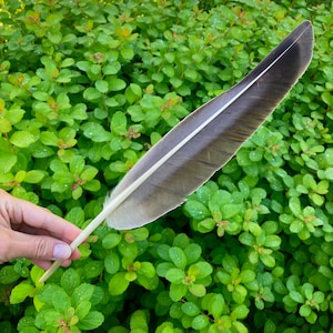 Lage Brown Feather, Goose Flight Wing Feather, Calligraphy Quill, Naturally Molted, Cruelty Free, Rituals Healing, Estonia 14&quot; 35cm