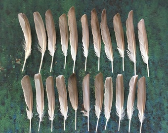 22 Natural Feathers, Small Feathers, Lot White Brown Juvenile Mute Swan Feathers, Cruelty Free, Real Bird Feathers, Crafting 4in, 10cm