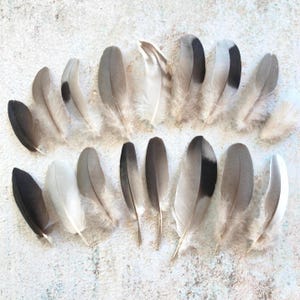 17 Pigeon Feathers, Dark Top, Gradient Gray, Natural Real Bird Found Feathers, Cruelty Free, Fancy Hat Feather, Magic Rituals 4&quot; 10cm