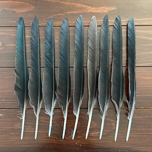 9 Black Crow Feathers, Hooded Crow, Calligraphy Quill, Natural Real Bird Feathers, Cruelty Free, Naturally Molted, Magic Rituals 10.5&quot; 27cm