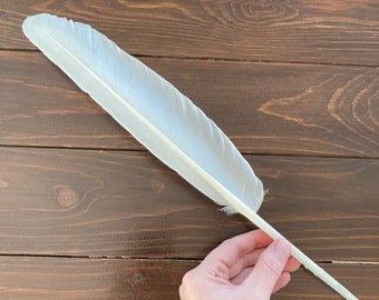 Natural Feather, Lage White Feather, Calligraphy Quill, Mute Swan Wing Feather, Real Bird Feather, Magic Rituals, Cruelty Free 16in 40cm