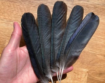 5 Black Hooded Crow Feathers, Wild Bird Cruelty Free Plumage, Naturally Molted, Europe 6.5" 16cm