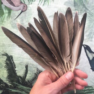 Natural Swan Feathers, 12 Gray Juvenile Swan Wing Feathers, Real Bird Feathers, Rituals Magic Witchcraft, Cruelty Free 6-7in 16-19cm