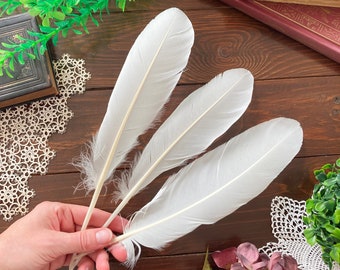 Grandes plumes naturelles, 3 grandes plumes d'ailes de cygne tuberculé blanches, plume de calligraphie, rituels magiques, anti-cruauté 11,5-12 po. 29-30 cm