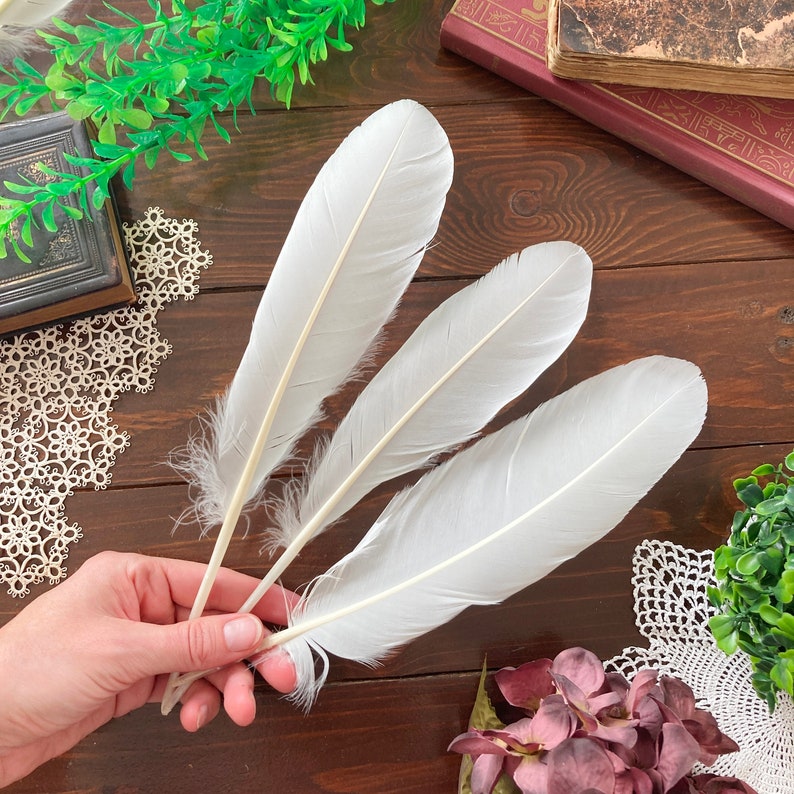 Large Natural Feathers, 3 Large White Mute Swan Wing Feathers, Calligraphy Quill, Magic Rituals, Cruelty Free 11.5-12in 29-30cm image 1