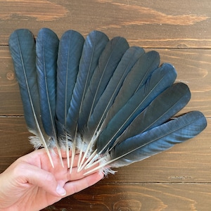 Black Crow Feathers, 10 Hooded Crow Natural Dark Real Bird Feathers, Cruelty Free, Naturally Molted, Magic Rituals Witchcraft 7.5&quot; 19cm