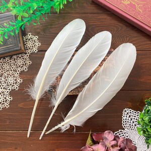 Large Natural Feathers, 3 Large White Mute Swan Wing Feathers, Calligraphy Quill, Magic Rituals, Cruelty Free 11.5-12in 29-30cm image 2