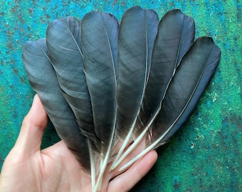 6 Black Hooded Crow Feathers, Cruelty Free Wild Bird Plumage, Naturally Molted, Europe 6.5" 16cm