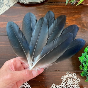 Black Crow Feathers, 8 Natural Dark Real Bird Feathers, Hooded Crow, Cruelty Free, Naturally Molted, Magic Rituals Witchcraft 7&quot; 18cm