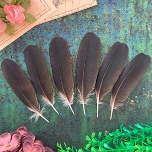 Black Crow Feathers, 6 Hooded Crow Natural Dark Real Bird Feathers, Cruelty Free, Naturally Molted, Magic Rituals Witchcraft 6&quot; 16cm