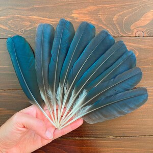 Black Crow Feathers Set, 9 Natural Dark Real Bird Feathers, Hooded Crow, Cruelty Free, Naturally Molted, Magic Rituals Witchcraft 7.5&quot; 19cm