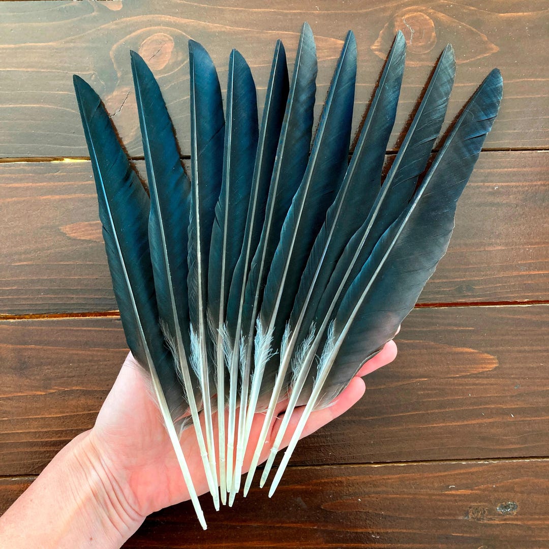 10 Black Hooded Crow Feathers Natural Cruelty Free Large Wild Bird 10-black-hooded-crow-feathers-natural-cruelty-free-large-wild-bird