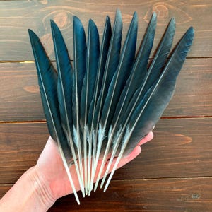 10 Black Crow Feathers, Hooded Crow, Calligraphy Quill, Natural Real Bird Feathers, Cruelty Free, Naturally Molted, Magic Rituals 10.5&quot; 27cm