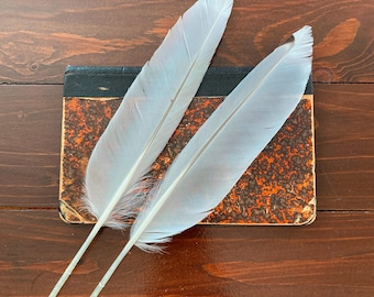 2 Herring Gull Feathers: Gray & White Wild Bird Cruelty Free Flight Feathers for Calligraphy or Writing, Europe 11" 28cm