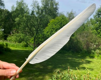 Piuma di cigno reale bianca, cruelty-free, penna d'oca per calligrafia, ritrovamento su una spiaggia europea, Estonia 37 cm (14,5")