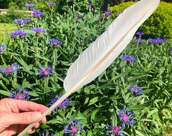 Enorme piuma di volo di cigno reale bianco giovane, di seconda qualità, cruelty-free, ritrovata su una spiaggia europea, 43 cm (17").