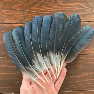 Black Crow Feathers, 8 Natural Dark Real Bird Feathers, Hooded Crow, Cruelty Free, Naturally Molted, Magic Rituals Witchcraft 7&quot; 18cm