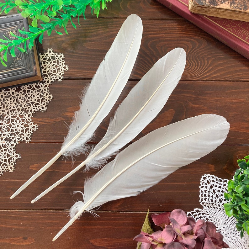 Large Natural Feathers, 3 Large White Mute Swan Wing Feathers, Calligraphy Quill, Magic Rituals, Cruelty Free 11.5-12in 29-30cm image 4