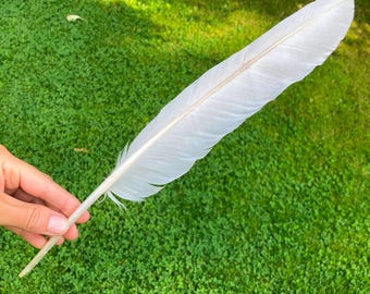 Large Juvenile Mute Swan Flight Feather, White & Gray, Calligraphy Quill, Cruelty Free, Europe 14" 35cm