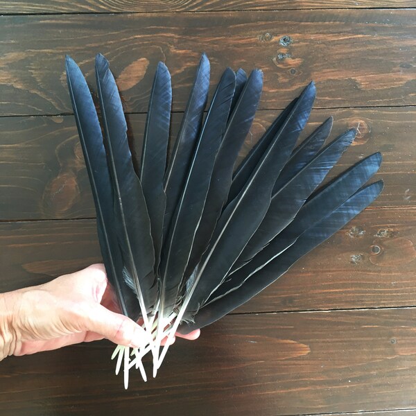 13 Feathers Natural Black Hooded Crow Feathers - Dark Real Bird Wing Feathers - Cruelty Free - Quills Magic Rituals Witchcraft 12in, 30cm