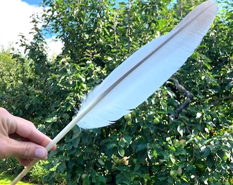 Large Juvenile Mute Swan Flight Feather, White & Gray, Calligraphy Quill, Cruelty Free, Europe 17" 43cm