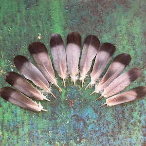 11 Pigeon Feathers, Dark Top, Gradient Gray, Natural Real Bird Found Feathers, Cruelty Free, Fancy Hat Feather, Magic Rituals 5&quot; 13cm