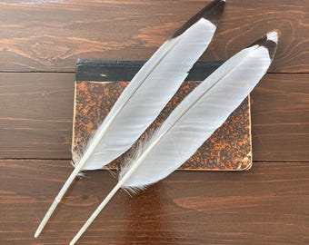 2 Herring Gull Feathers: Gray & White Wild Bird Cruelty Free Flight Feathers for Calligraphy or Writing, Europe 12" 31cm
