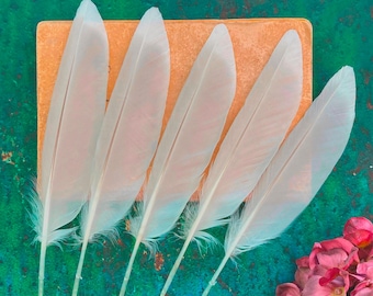 5 Herring Gull Feathers, Cruelty Free Gray White Wild Bird Flight Feathers, Calligraphy & Home Decor 10" 26cm