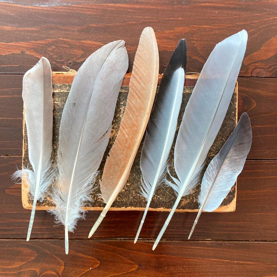Plumes d'oiseau sauvages - Canada