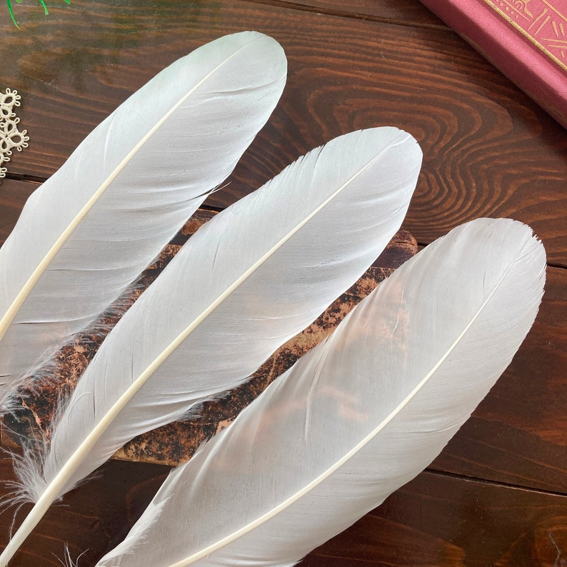 Large Natural Feathers, 3 Large White Mute Swan Wing Feathers, Calligraphy Quill, Magic Rituals, Cruelty Free 11.5-12in 29-30cm image 3