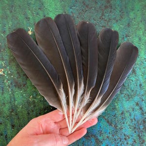 6 Black Crow Feathers, Hooded Crow, Natural Dark Real Bird Feathers, Cruelty Free, Naturally Molted, Magic Rituals Witchcraft 8&quot; 20cm