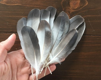 Petites plumes naturelles, 11 plumes de pigeon grises, véritables plumes d'oiseau sombres, anti-cruauté, chapeau fantaisie, sorcellerie rituels magiques 5 po., 12 cm