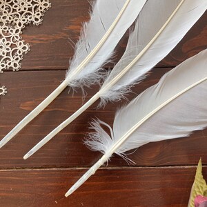 Large Natural Feathers, 3 Large White Mute Swan Wing Feathers, Calligraphy Quill, Magic Rituals, Cruelty Free 11.5-12in 29-30cm image 5