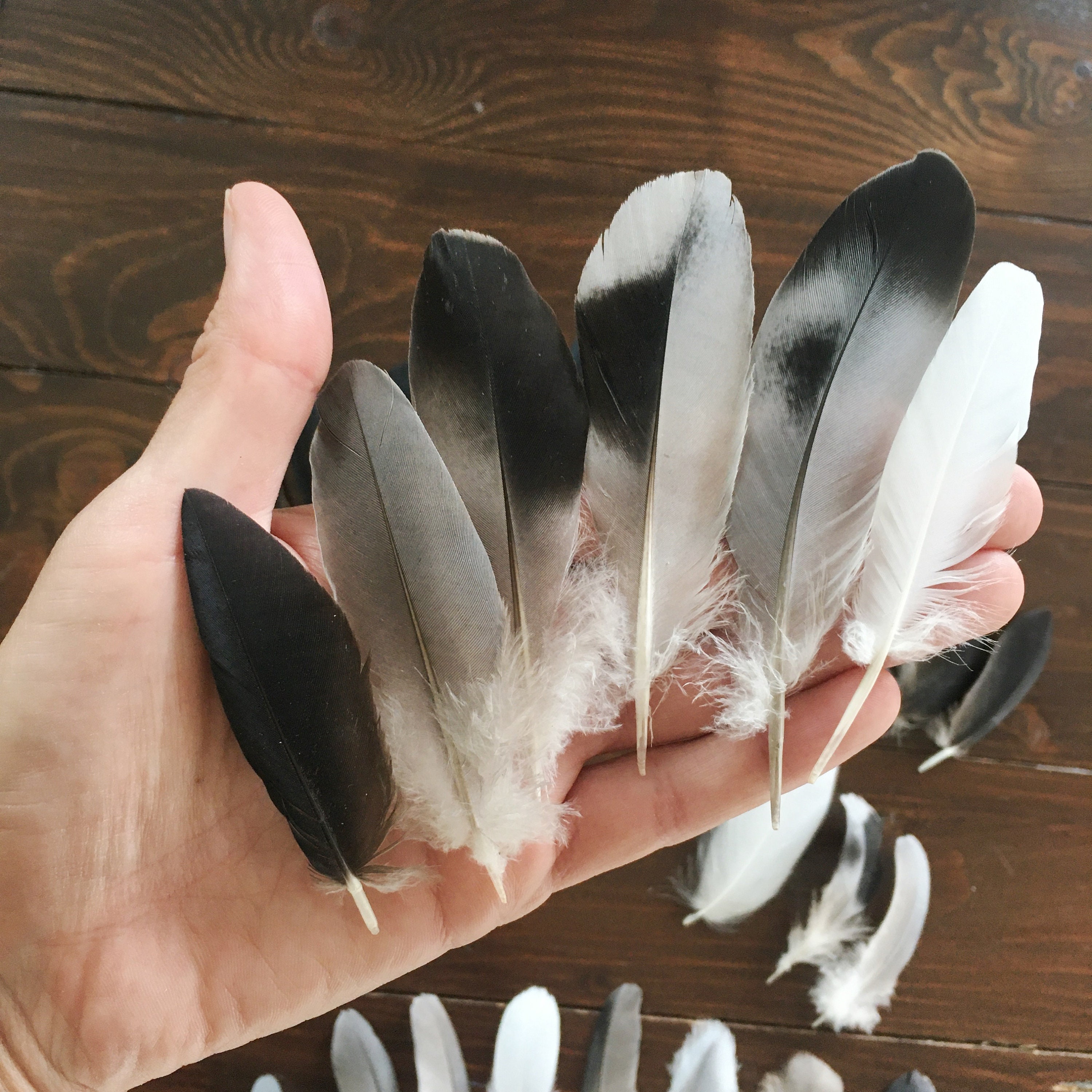 Plumes de guinée noire - France