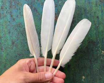 4 Mute Swan Feathers, Cruelty Free, Small Wild Bird White Plumage from Europe for Writing, Calligraphy, 8.5" 22cm