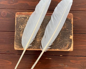 2 piume di cigno reale, piumaggio bianco di uccello selvatico proveniente dall'Europa, cruelty-free, per scrittura e calligrafia, 33 cm (13").