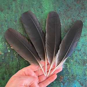 4 Black Crow Feathers, Hooded Crow, Natural Dark Real Bird Feathers, Cruelty Free, Naturally Molted, Magic Rituals Witchcraft 6&quot;-7&quot; 15-17cm