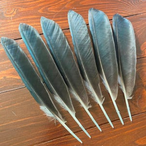 Black Crow Feathers, 6 Natural Dark Real Bird Feathers, Hooded Crow, Cruelty Free, Naturally Molted, Magic Rituals Witchcraft 9&quot; 23cm