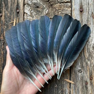 Pode incluir: Um conjunto de dez penas escuras e iridescentes dispostas em forma de leque. Cada pena apresenta uma estrutura lisa e alongada com uma cor base preta profunda que muda para tons subtis de azul e violeta sob a luz, terminando em cálamo branco.