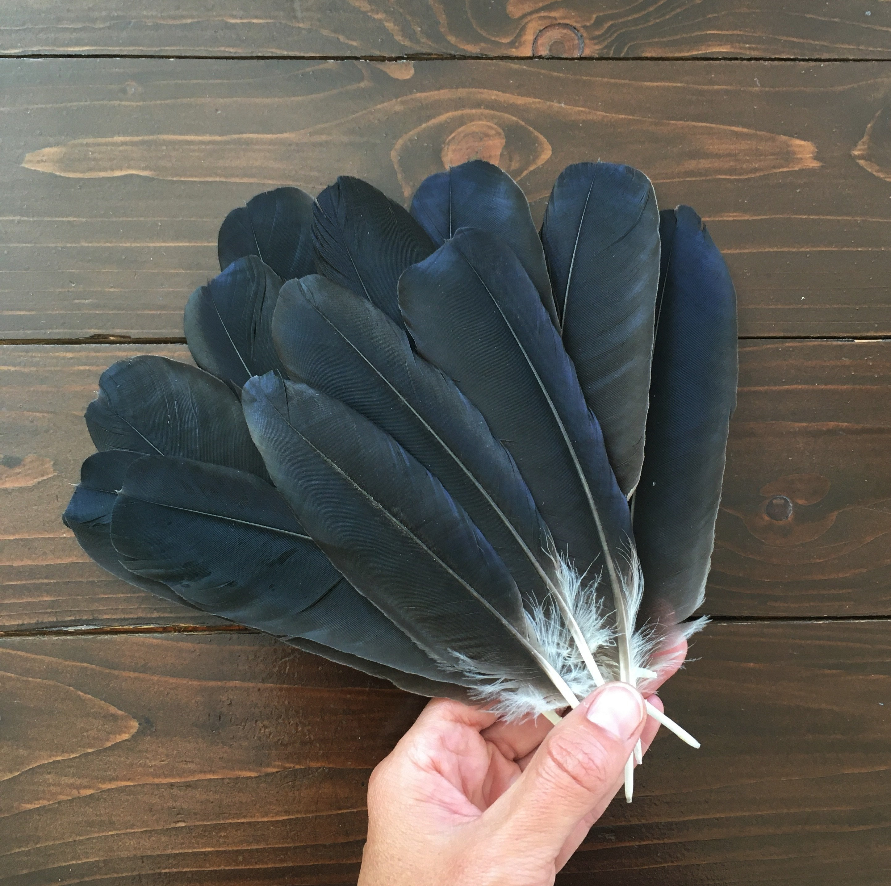 Large Black Feathers, FREE SHIPPING Available, 6 7 Inches, Black Feathers  for Crafts, Room Dreamcatcher Decor, Headpiece, Cosplay, Smudge 
