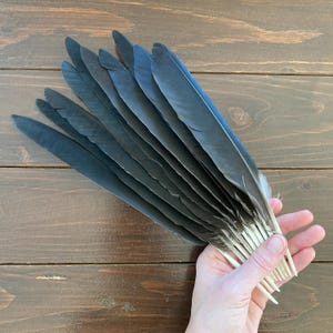 10 Black Crow Feathers Set, Hooded Crow, Calligraphy Quill, Natural Bird Feathers, Cruelty Free, Naturally Molted, Magic Rituals 11.5&quot; 29cm