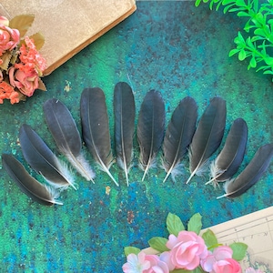 Small Black Crow Feathers, 10 Natural Dark Real Bird Feathers, Hooded Crow, Cruelty Free, Naturally Molted, Magic Rituals 4&quot; 10cm