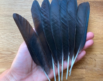 7 Black Hooded Crow Feathers, Cruelty Free Wild Bird Plumage from Europe, Magic Rituals Witchcraft, 6.5" 17cm