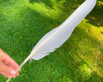 Mute Swan White Flight Feather, Cruelty Free, Naturally Molted, Beach Find, Writing Quill, Europe 15.5" 39cm