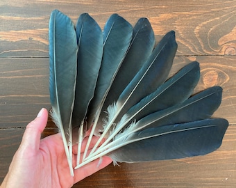8 Black Hooded Crow Feathers, Natural Cruelty Free Wild Bird Plumage, Europe 8.5" 21cm