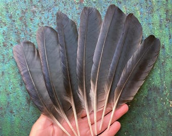 7 Black Hooded Crow Feathers, Cruelty Free Wild Bird Plumage, Naturally Molted, Europe 6-7" 16-19cm