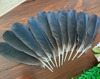10 Black Hooded Crow Feathers, Naturally Molted Cruelty Free Plumage for Crafting or Rituals, Europe 7" 18cm