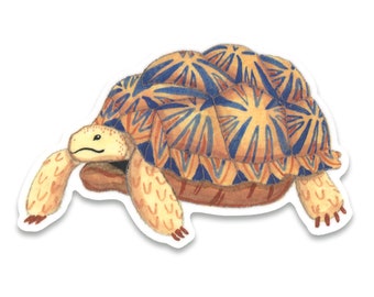 Tortoise Sticker