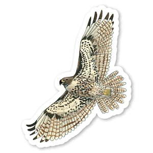 Red-tailed Hawk Sticker